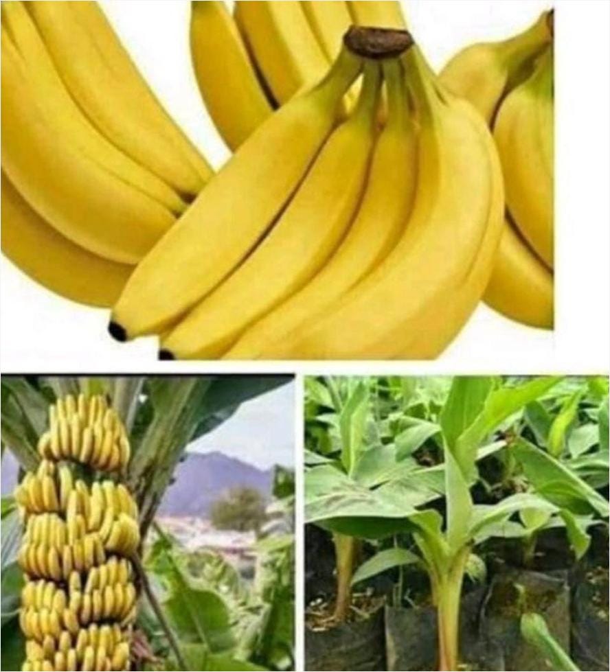 Bibit Pisang Kavendis Cavendish Sunpride Original Hasil Anakan Bonggol