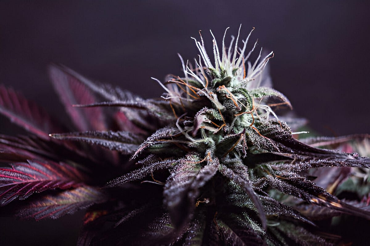 Unlocking the Secrets of Top 5 Indica Strains by Majesticgreens Jul