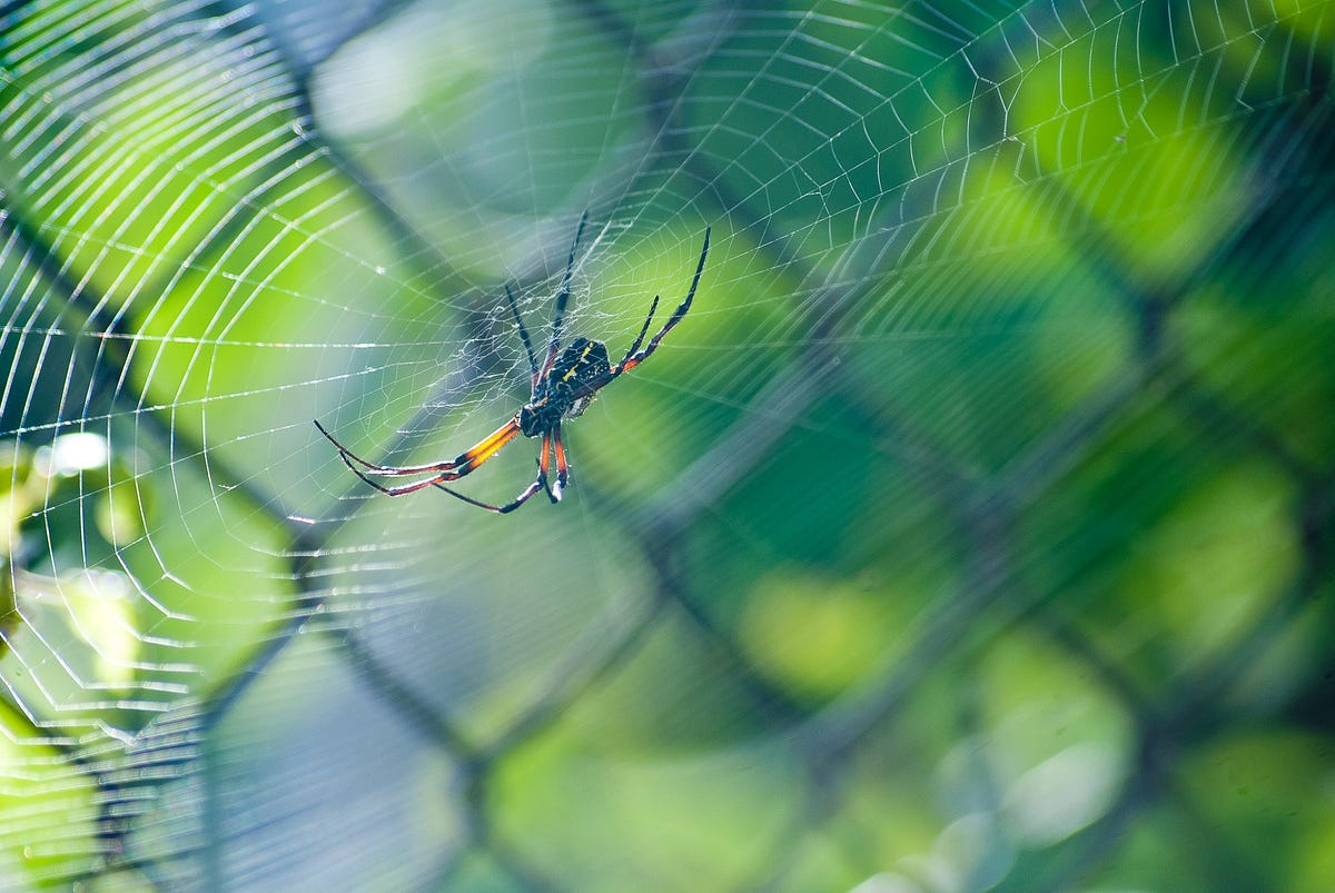 How is Web Crawling Used in Data Science | Python in Plain English