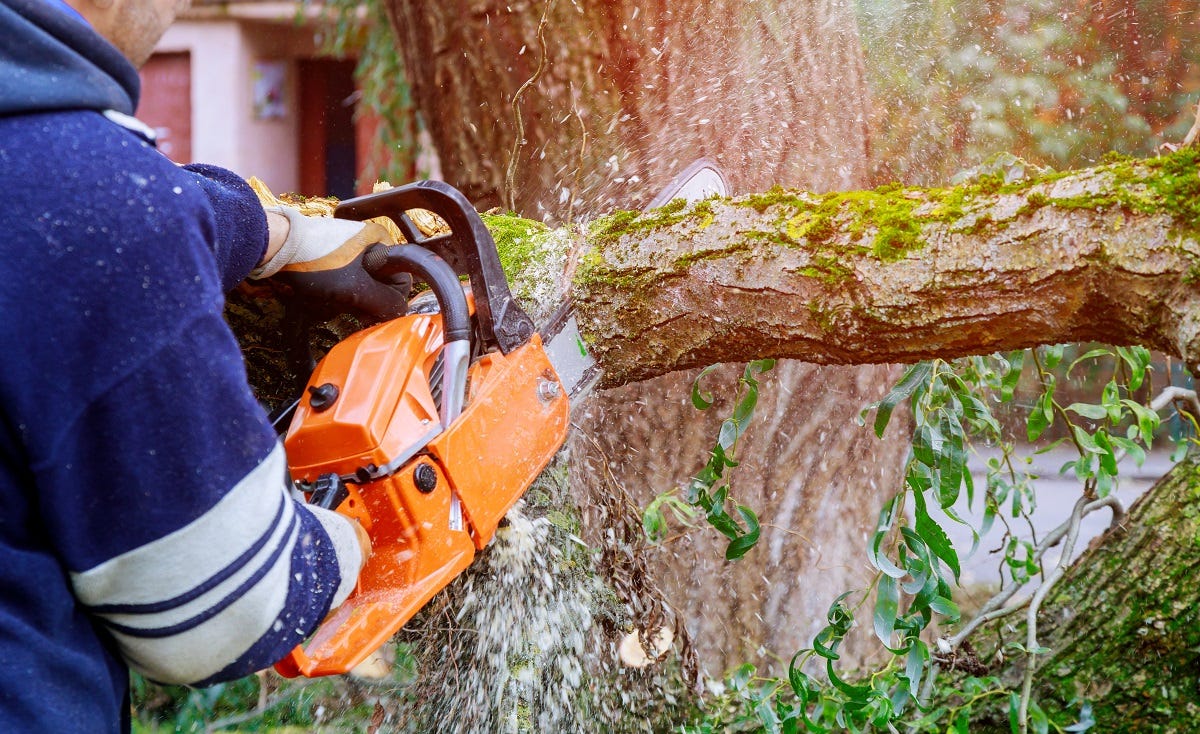 Ensuring Safety During Emergencies with Emergency Tree Cutting Services