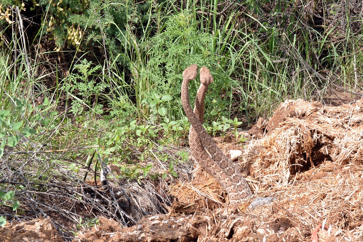 Lovers and fighters. The male combat “dance” of snakes —… | by Snake ...