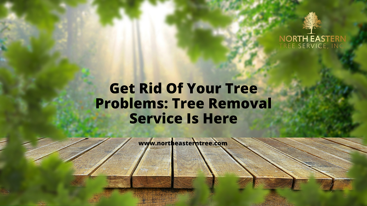 Get Rid Of Your Tree Problems Tree Removal Service Is Here by North