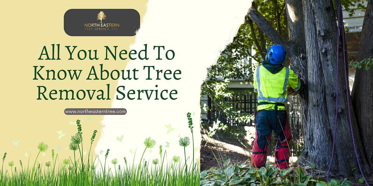 All You Need To Know About Tree Removal Service by North Eastern Tree