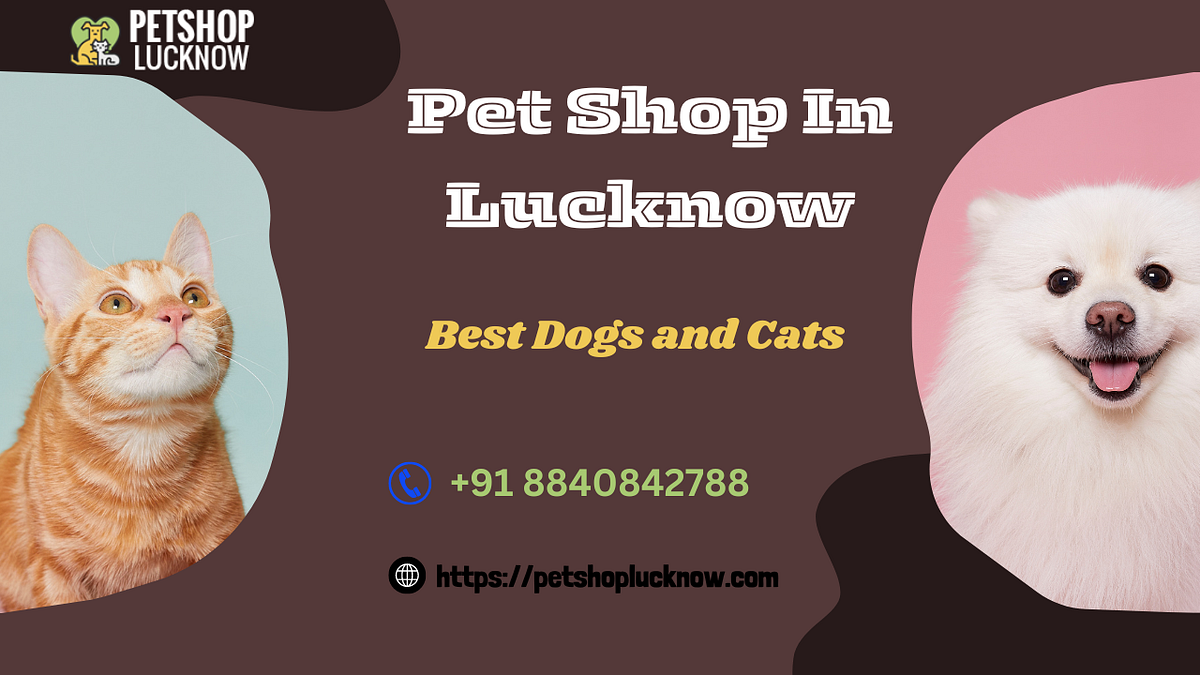 Pet Shop in Lucknow Dog Breeds That Get Along With Cats by Kanhapet Mar, 2024 Medium