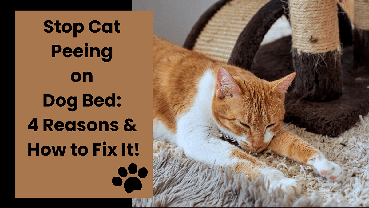 How to Prevent Your Cat from Peeing on Your Dog’s Bed by Puppienest