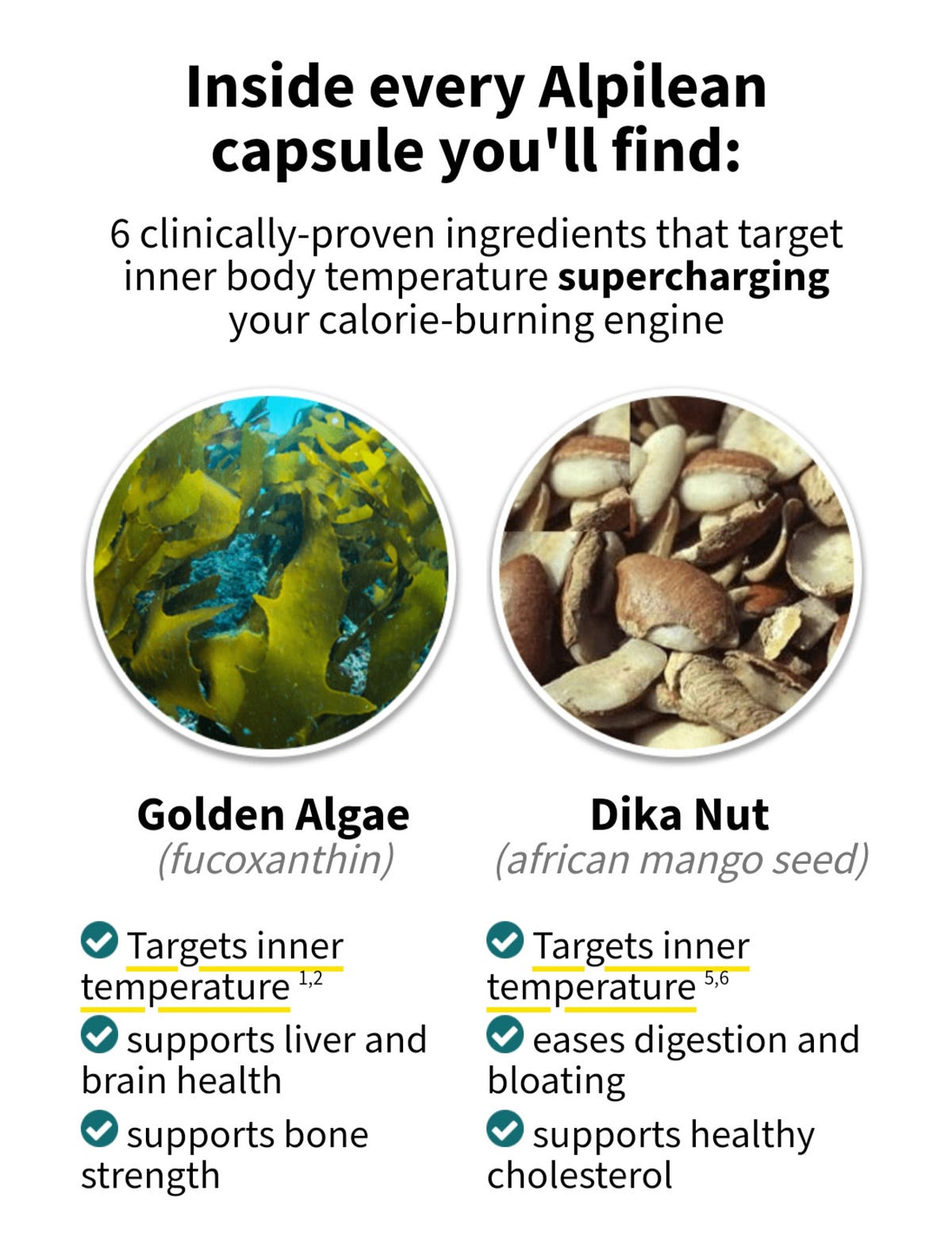 Inner Body Temperature The Overlooked Factor in Weight Loss, Swiss