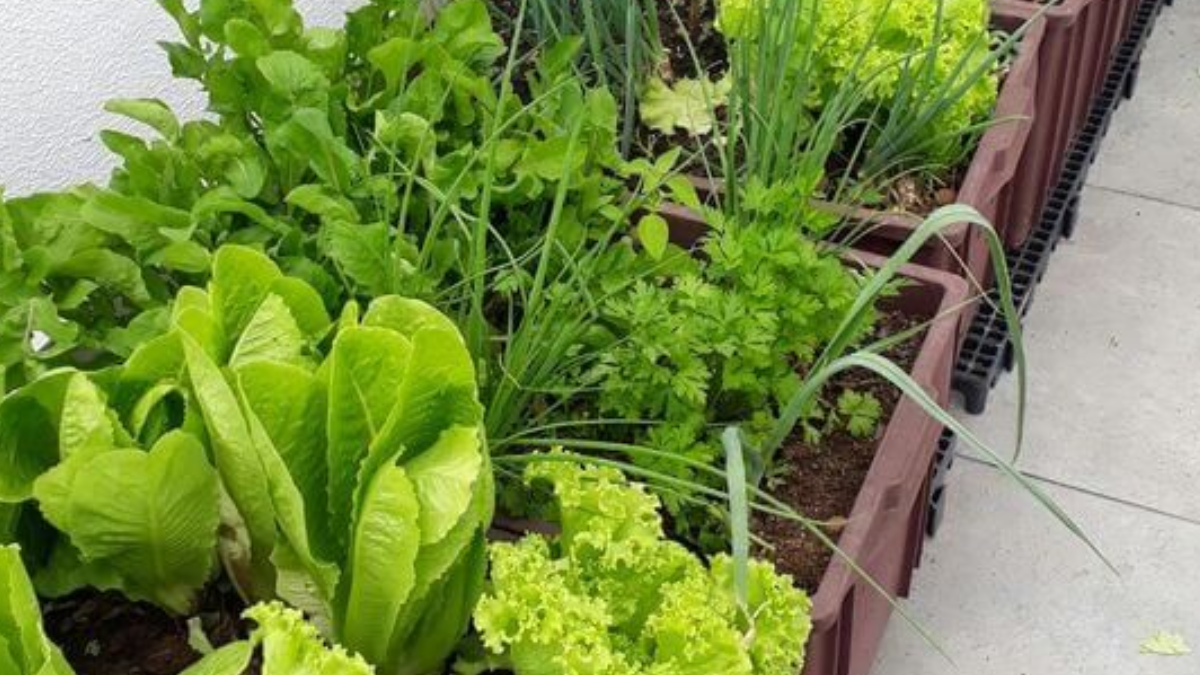 Horta em Casa: Guia Completo Para Cultivar Alimentos Frescos Mesmo em Espaços Pequenos
