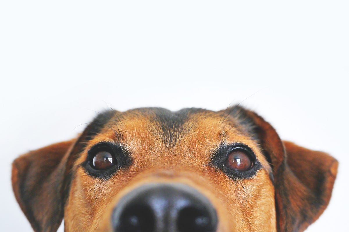 My Dog Sees Dead People. 4 Reasons Why Your Dog is Staring At… by Lauren Howell Medium