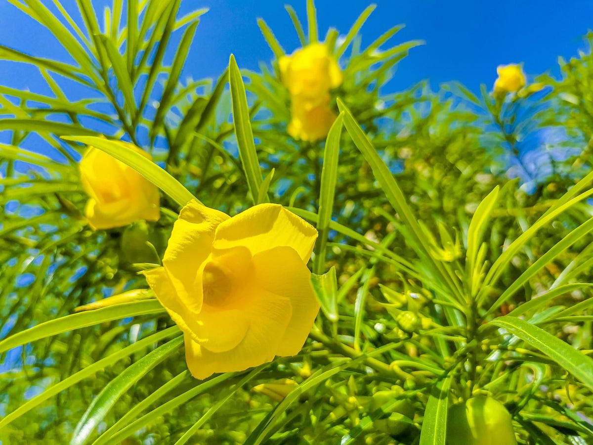Toxic plant alert: Is yellow oleander lurking in your weight loss ...