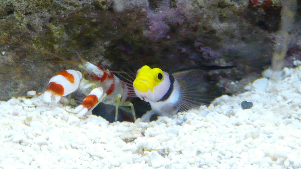 Goby & Pistol. Putting The Right People In The Right… by Zac Scy Medium