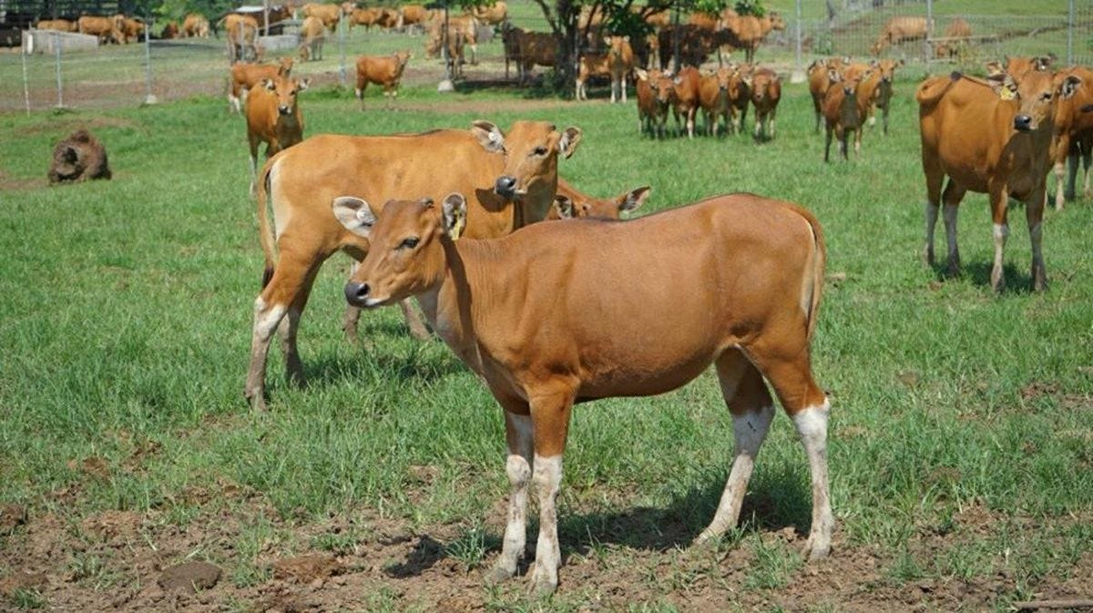 Silase untuk Sapi Bali, Pakan Berkualitas Tinggi Gizi