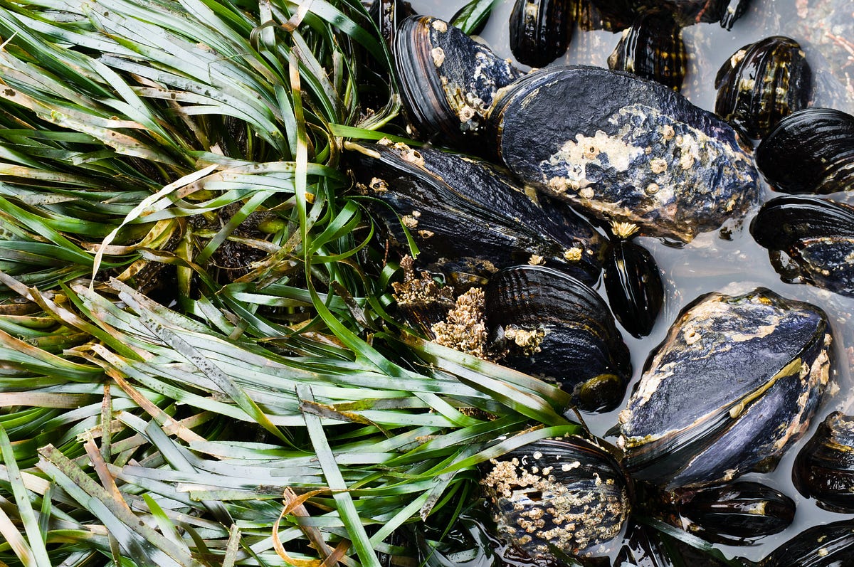 Integrating freshwater mussel and watershed health monitoring data