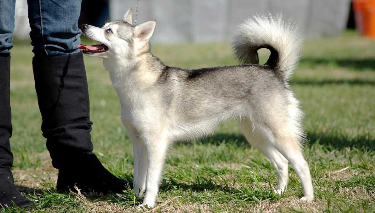Alaskan Klee Kai Dog Breed - Dog World