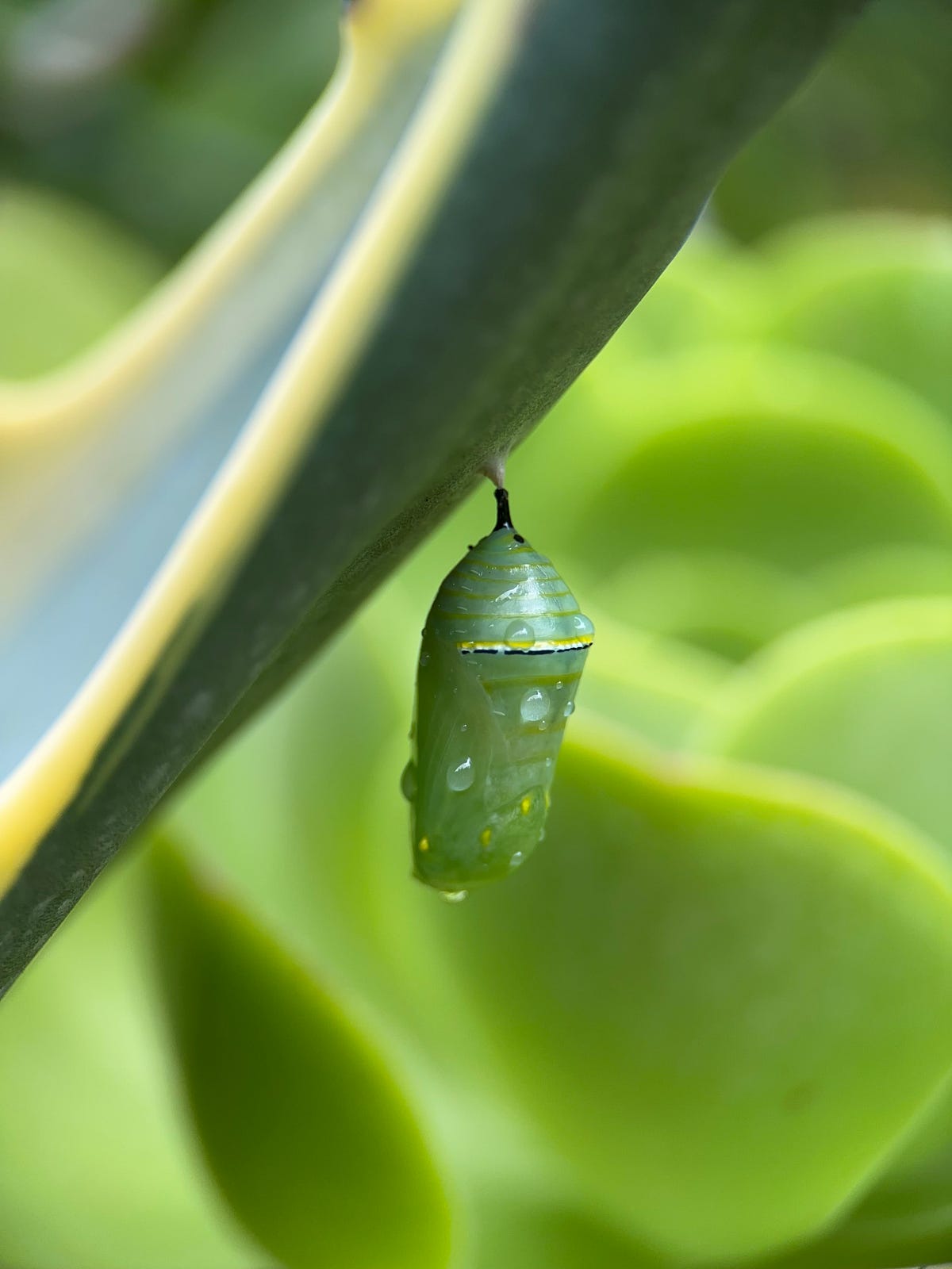 We Have a Monarch Chrysalis!. We turned our garden into a habitat for ...