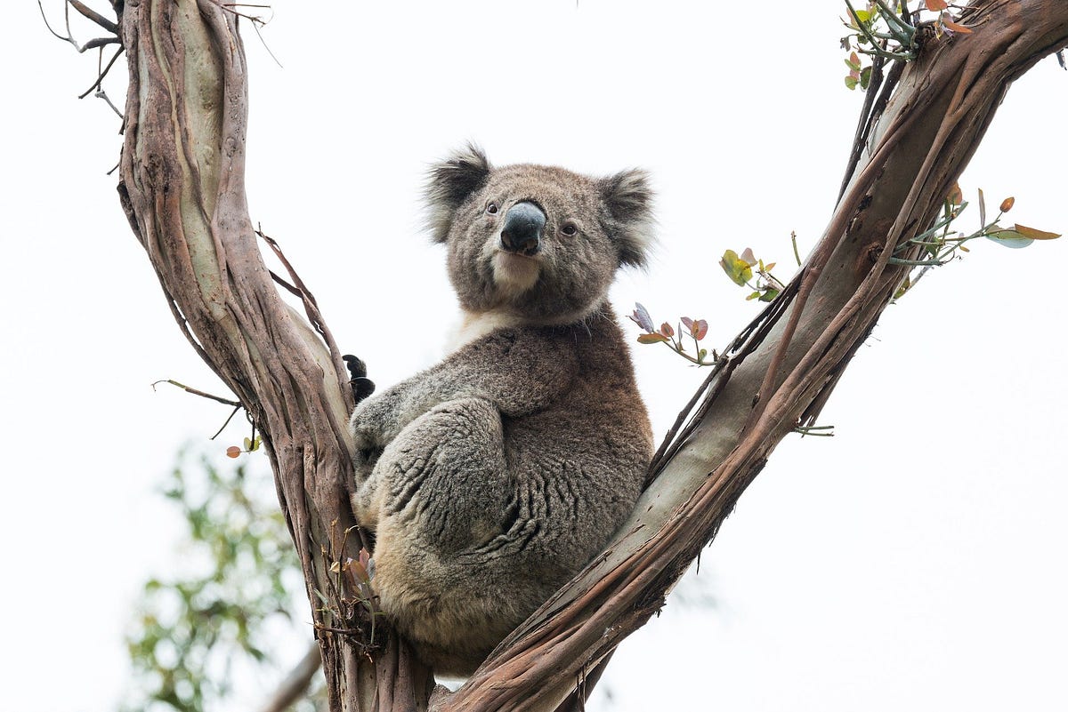Koala Babies Eat Their Mom’s Poo. And other fun animal defecation facts