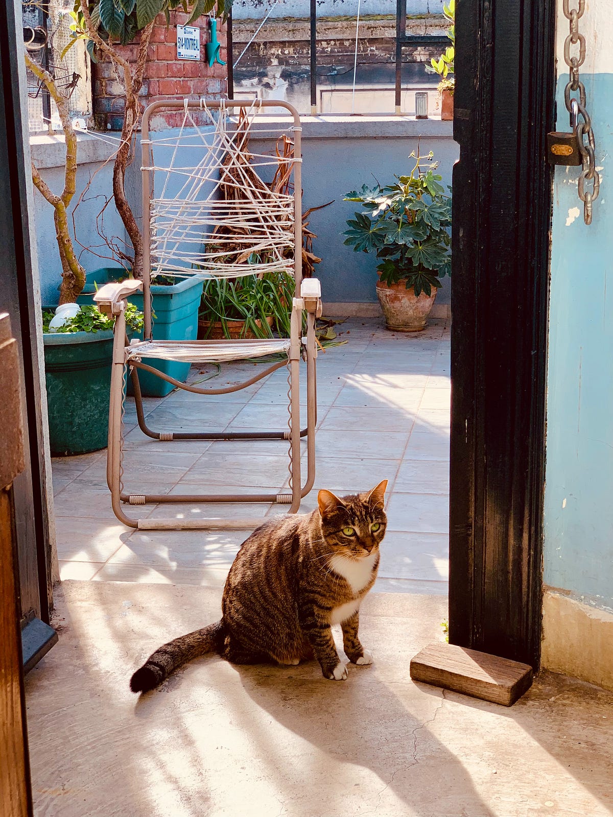 How to stop a cat from spraying in the house by jason vilkens jul