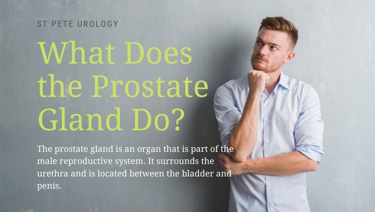 The Prostate Gland What You Should Know? by hussein hamdi Medium