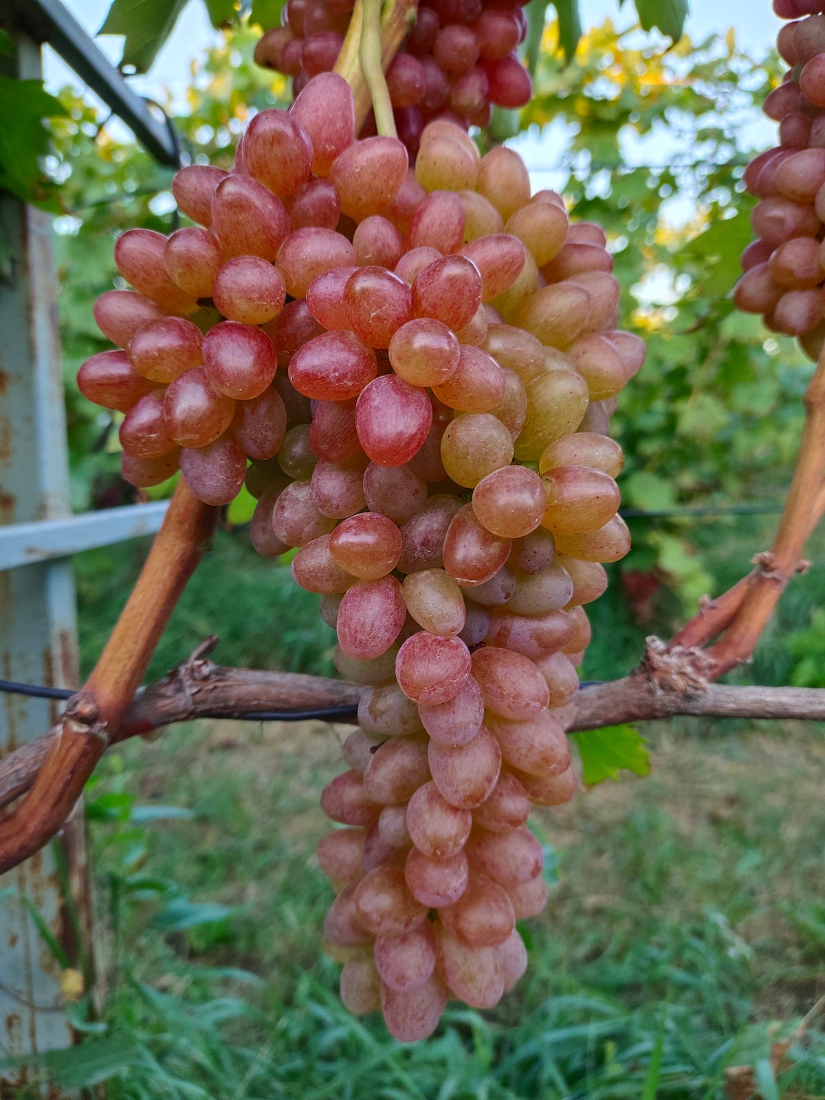 Grape varieties or clones?. Peace and goodness to all! by GRAPES
