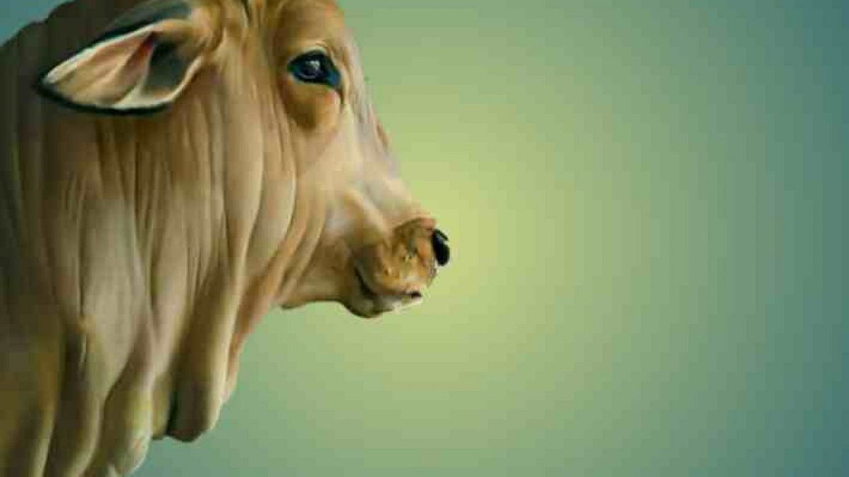 cows-in-primary-school-when-i-was-being-by-ankit-yadav-medium