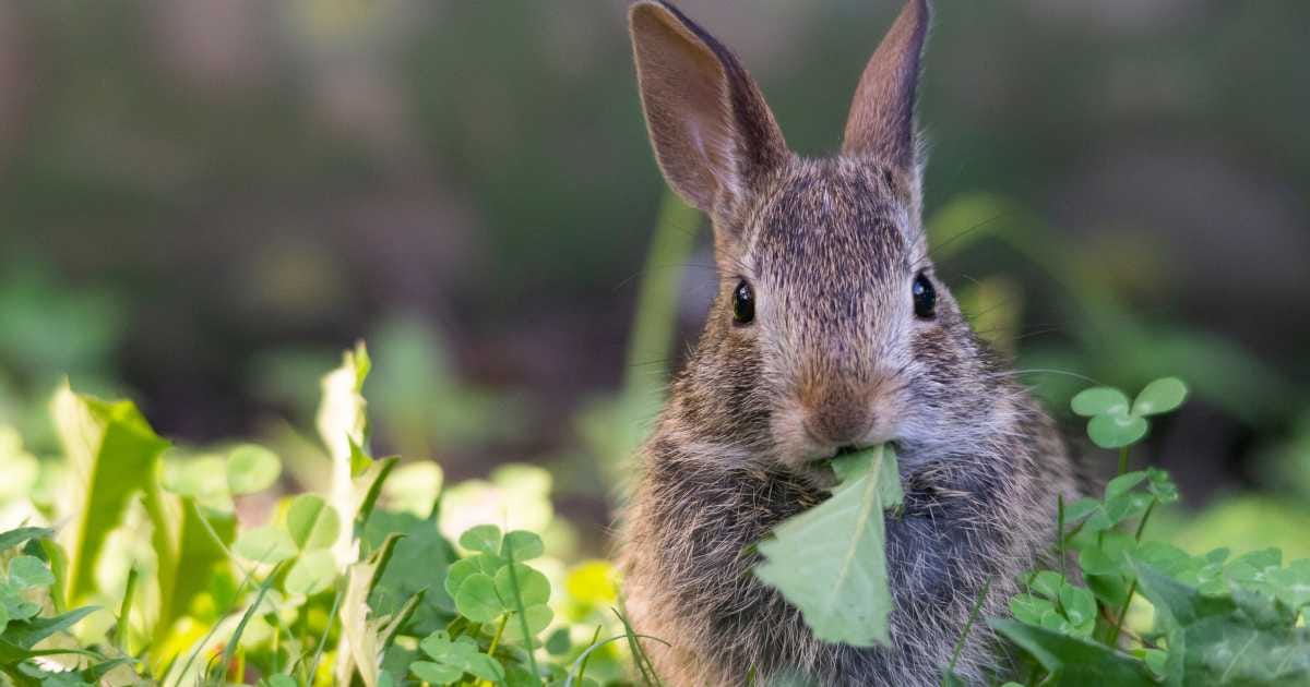 How Can I Keep Rabbits Out of My Garden? Medium