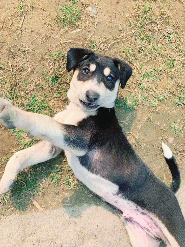 The Arrival of Rocky -. The Arrival of Rocky - | by Trinayana Roy | Medium