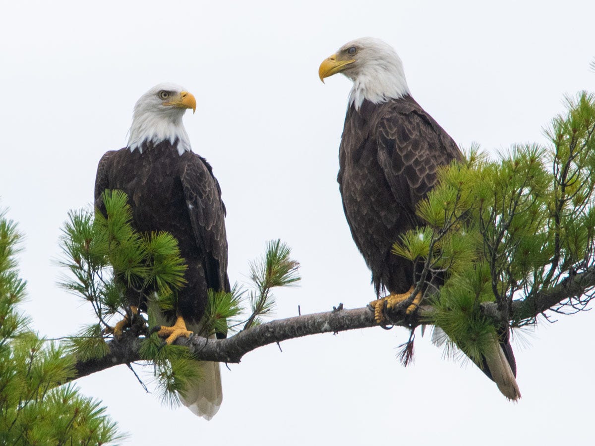 Wildlife Photo Showtime! (Part 1)