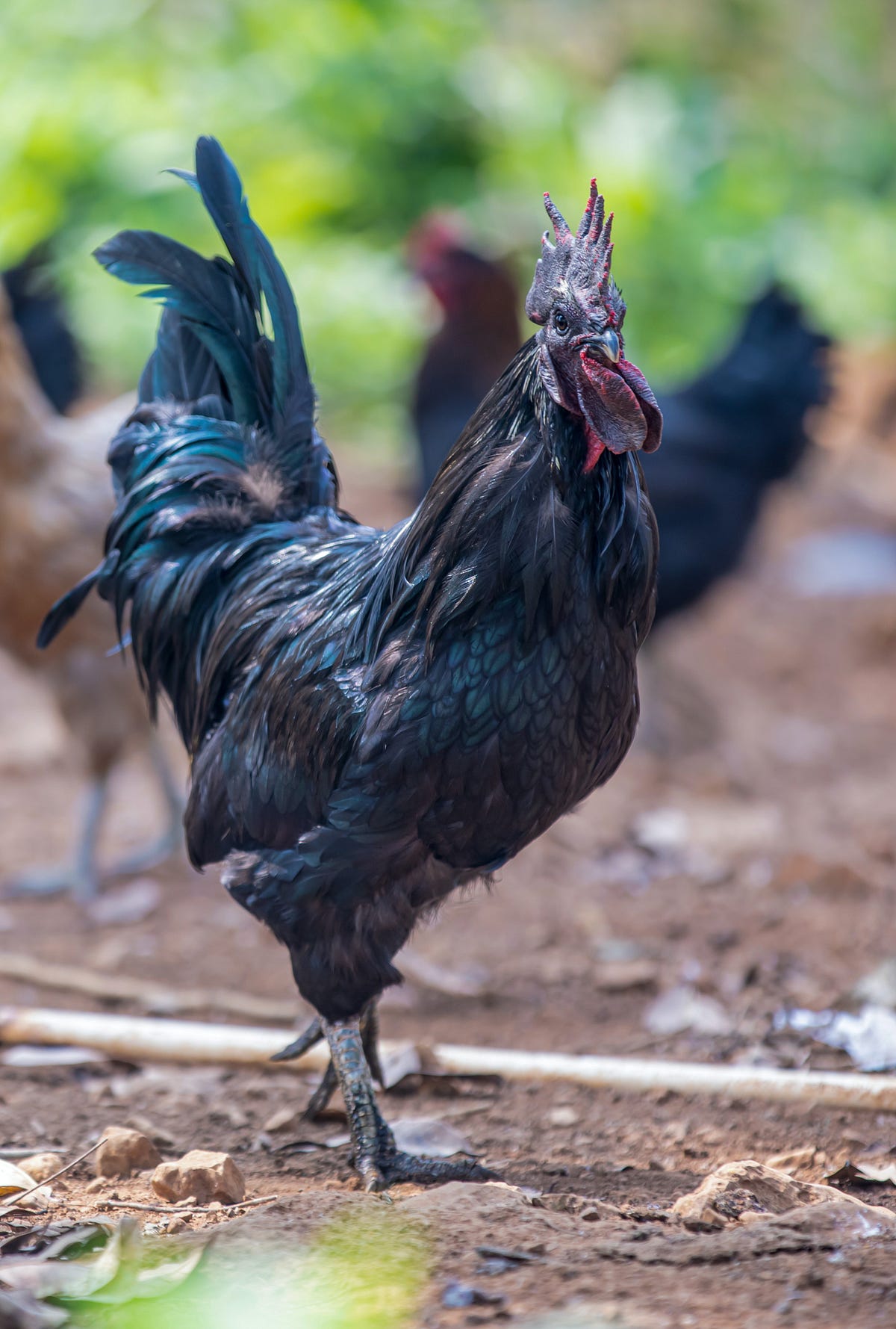 10 Rare & Exotic Chicken Breeds to Add to Your Flock