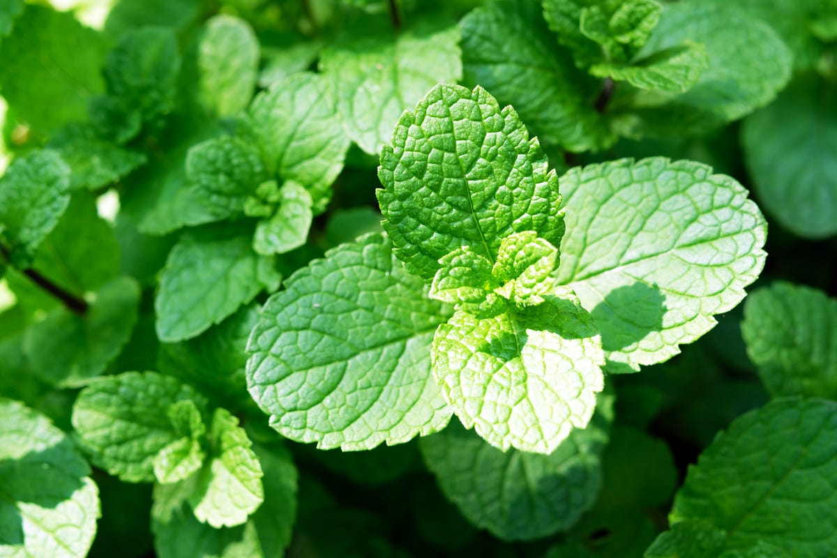 Difference between Mint and Peppermint by Get Greenie Medium