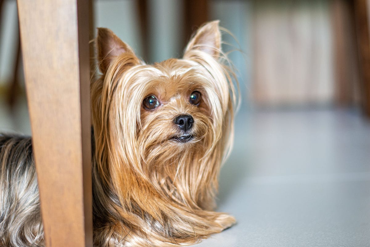 WHY WESTIES ARE THE WORST CHOICE? by Iqra Aslam Direct Response Copywriter & Writer! Medium