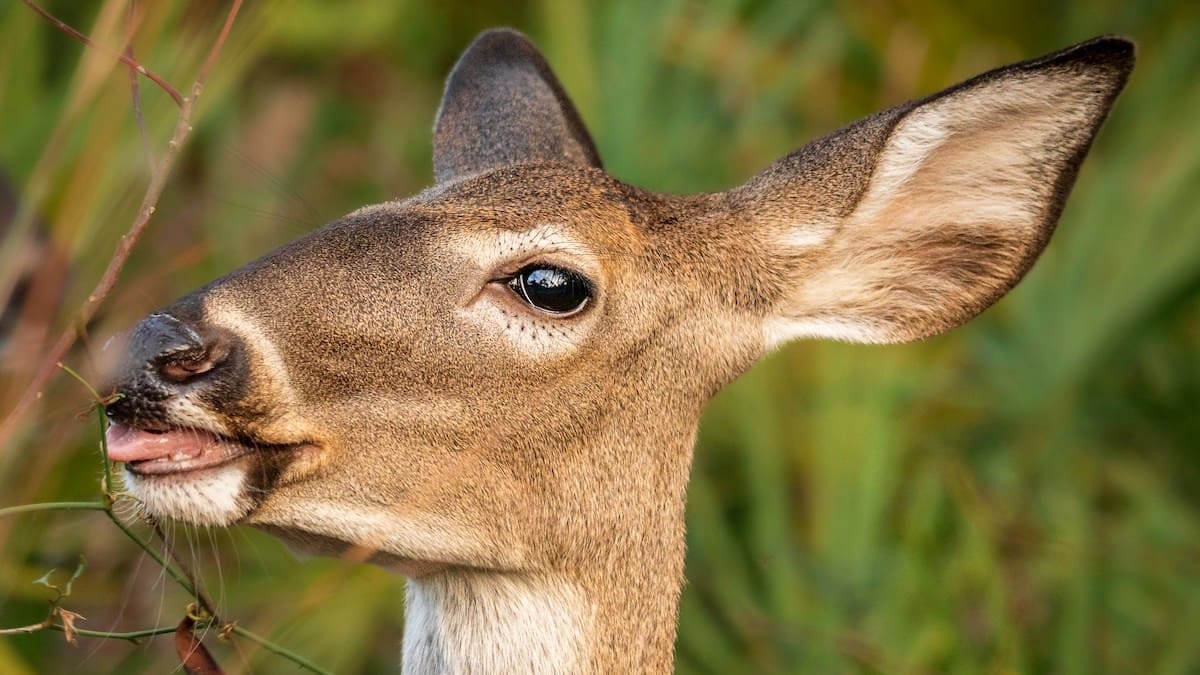 Eye Deer
