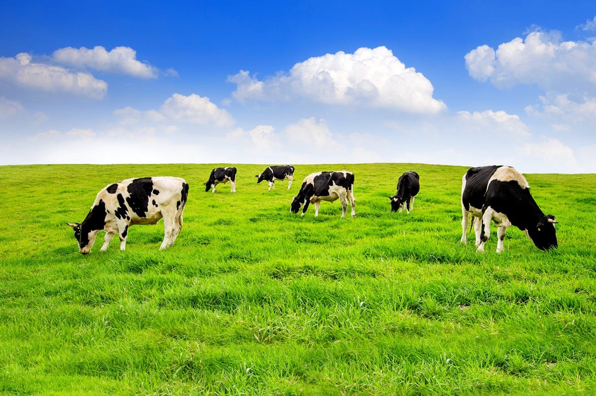 What Are the Benefits of Choosing Farm Fresh Dairy Products for Your Family?