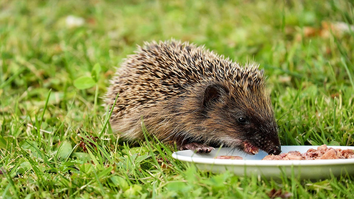 What is the best food for hedgehogs? by Make Yourself Knowledgeable