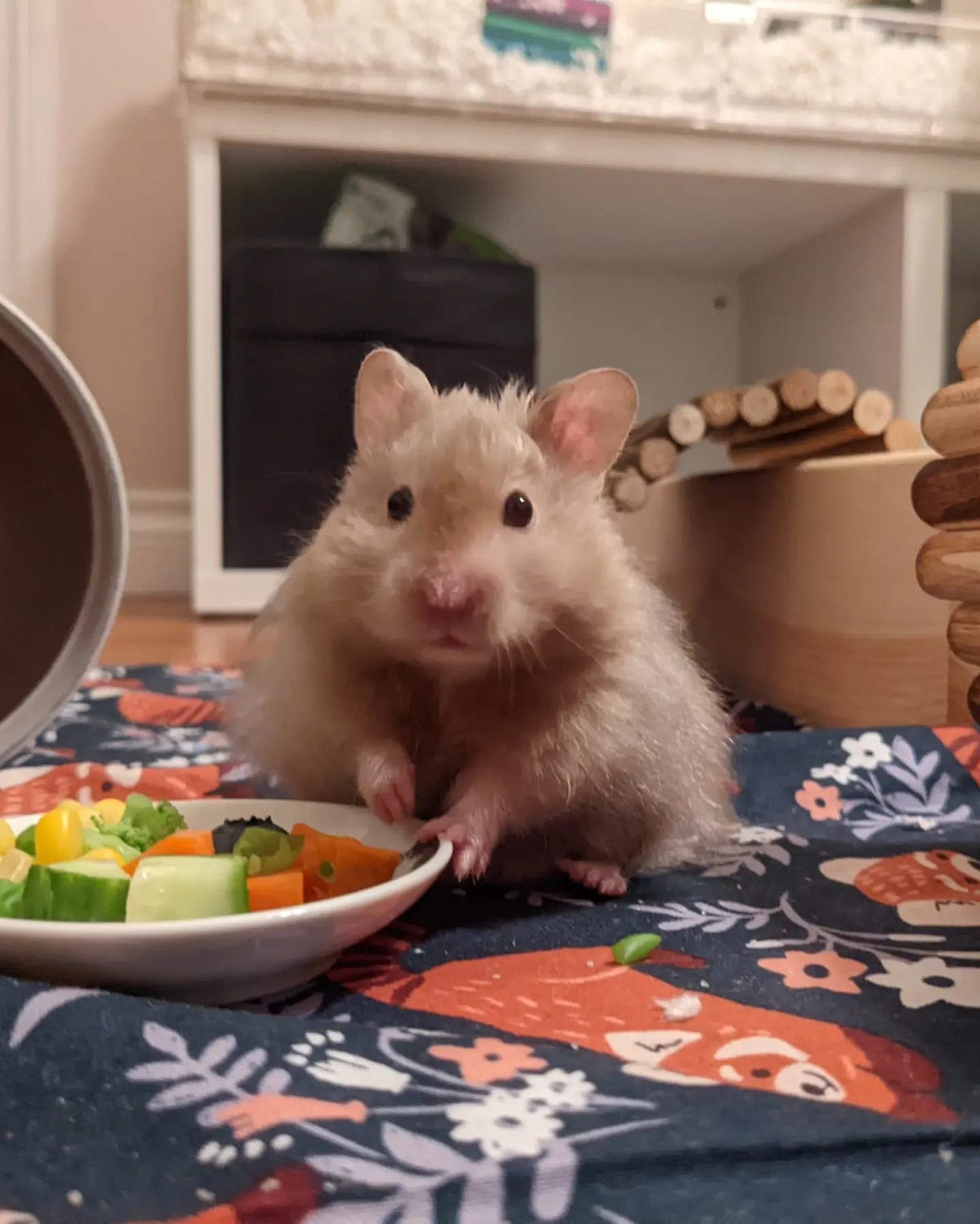 Do Hamsters Need to Go out of the Cage? by Hamster News Medium
