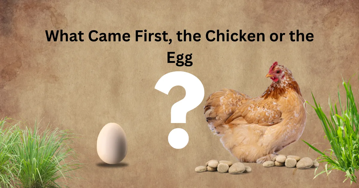 what came first the chicken or the egg bible 2