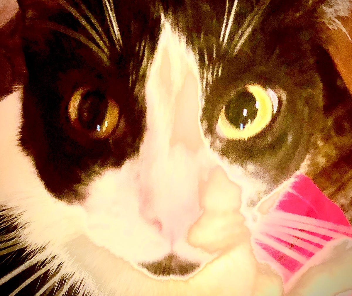 The Cat Just Threw Up. How many times in my life have I heard… by Norma Schmelling May, 2023