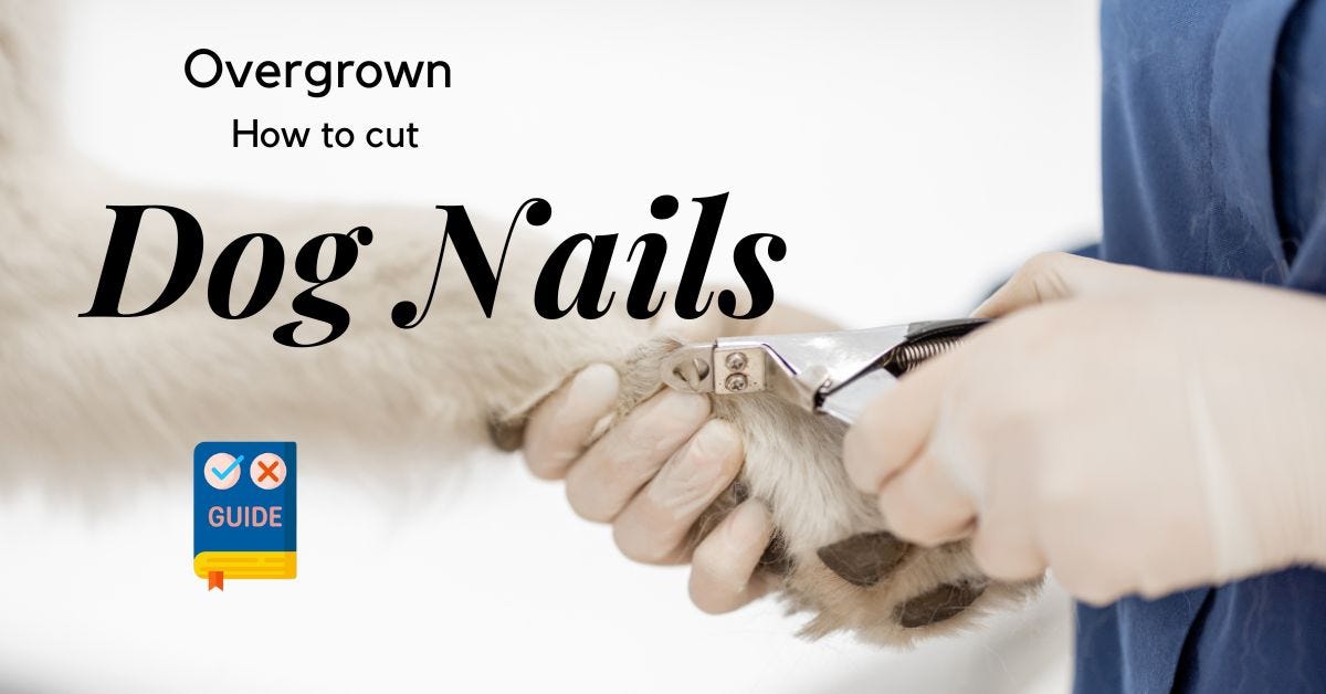 Cutting Overgrown Dog Nails: A Step-by-Step Guide for Pet Owners | by ...