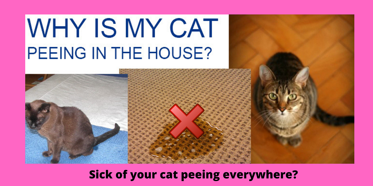 How To Potty Train A Kitten. How To Toilet Train A Kitten by Girish