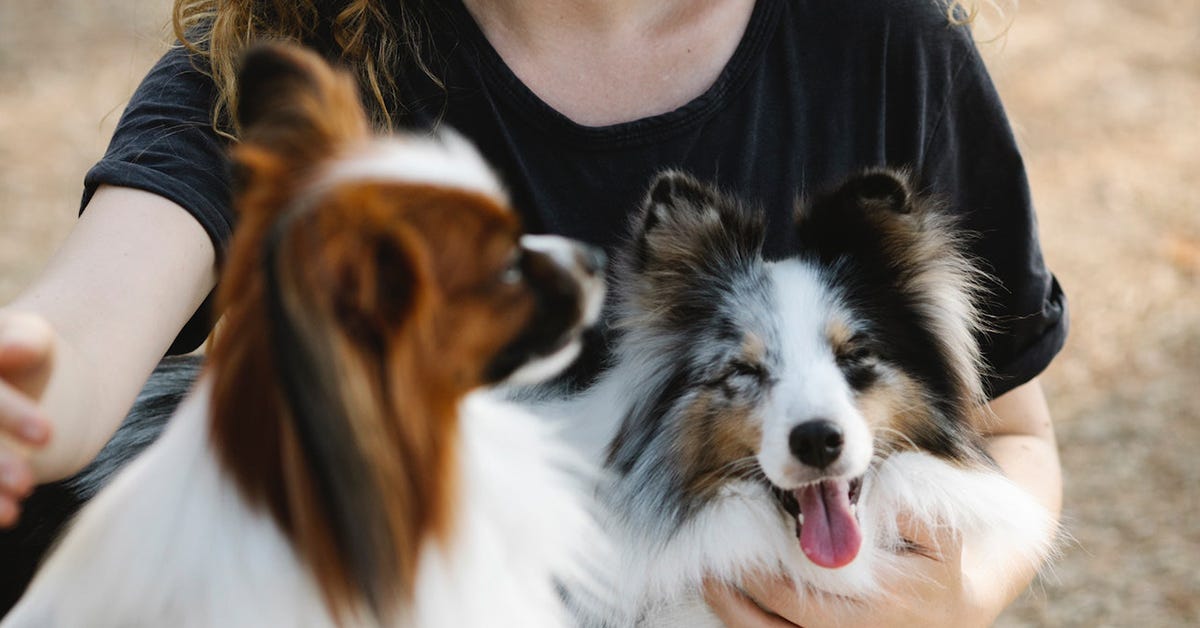The Ultimate Guide to Introducing a New Pet, as Told by Animal