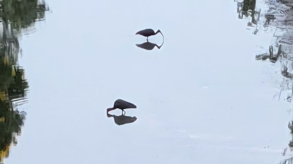 Two Ibises