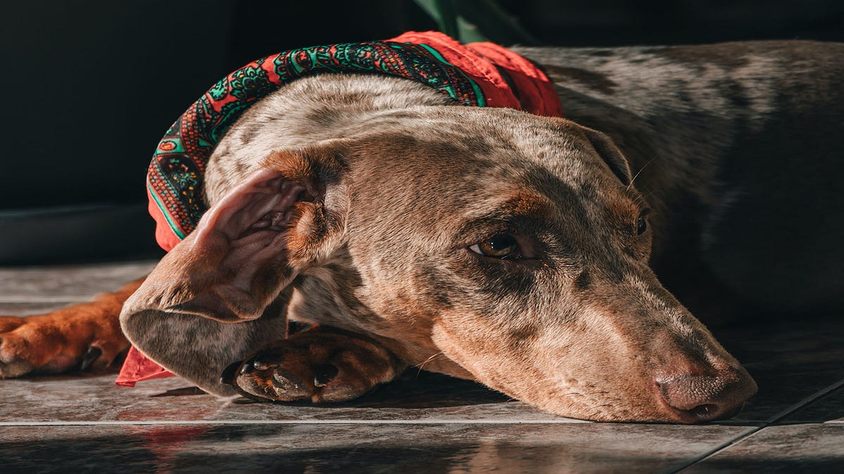 Why does my dog have a wheeze? Cause and Cure by Make Yourself Knowledgeable Medium