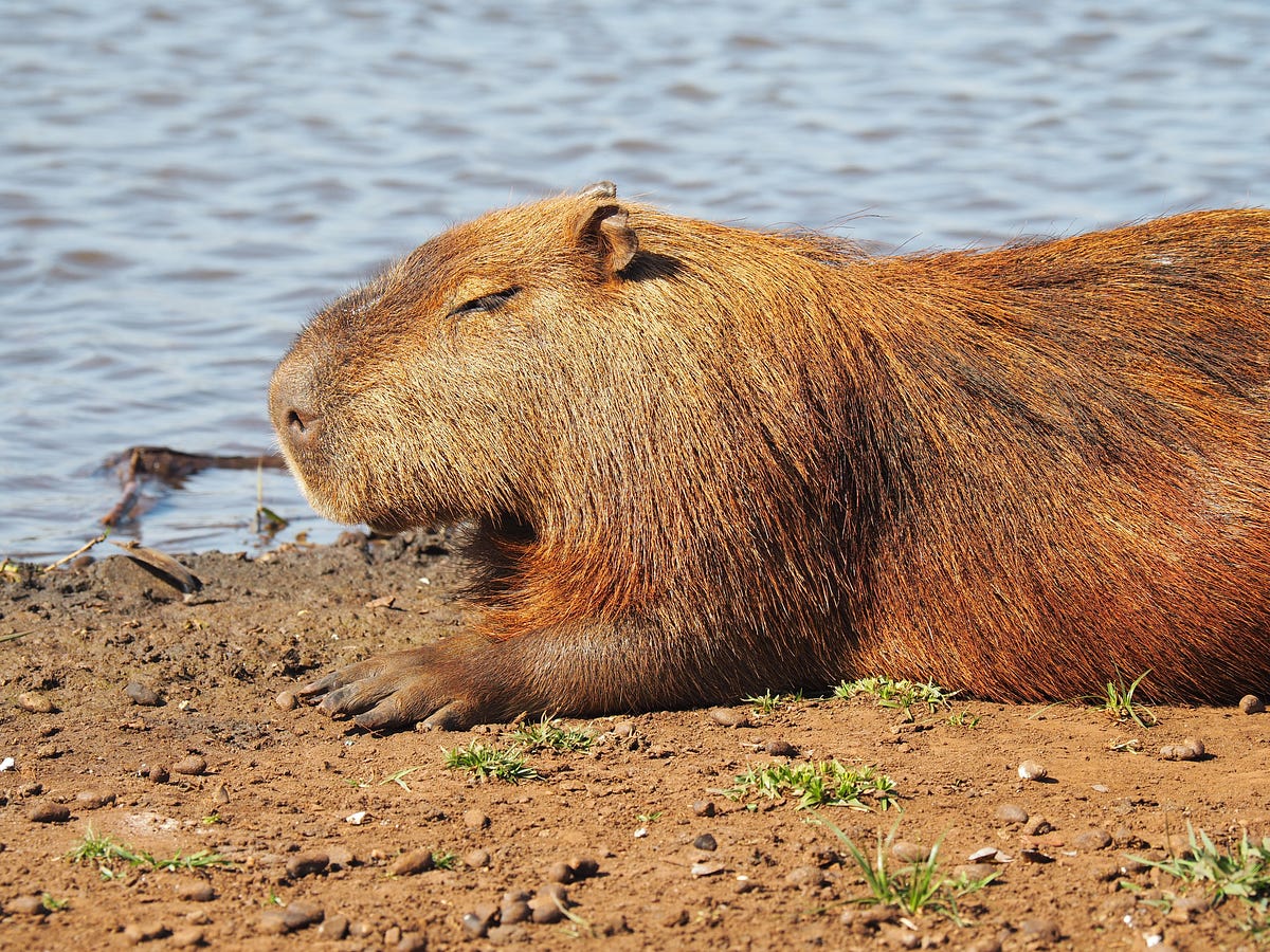 How the capybara—the world's largest rodent—became a superstar in Japan