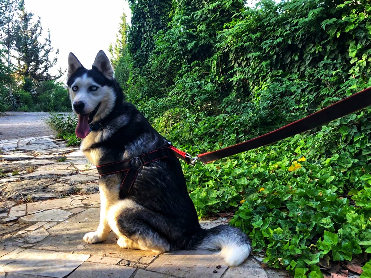 Pet Food Prices on the Rise in Lebanon by Christa Basbous Medium