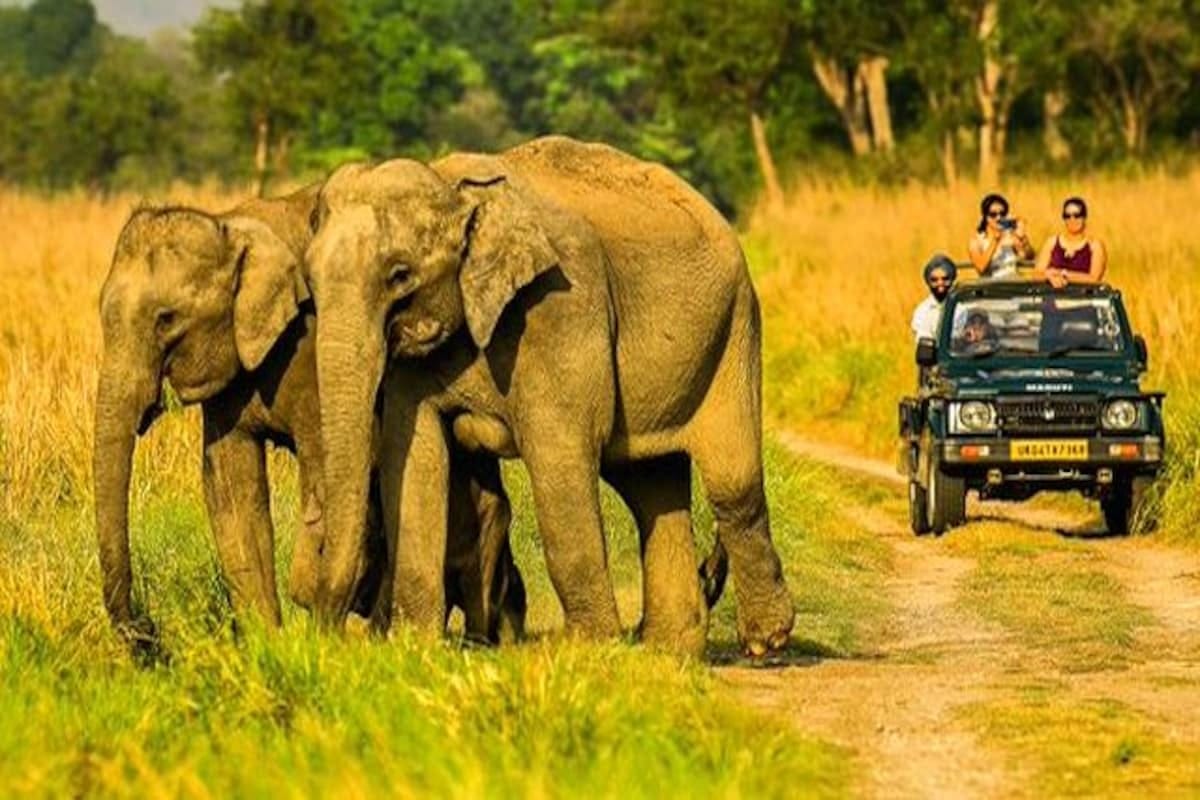 Jim Corbett Park Jungle Safari The Spot to Make Your Vacation Memorabl -  Jim Corbett - Medium