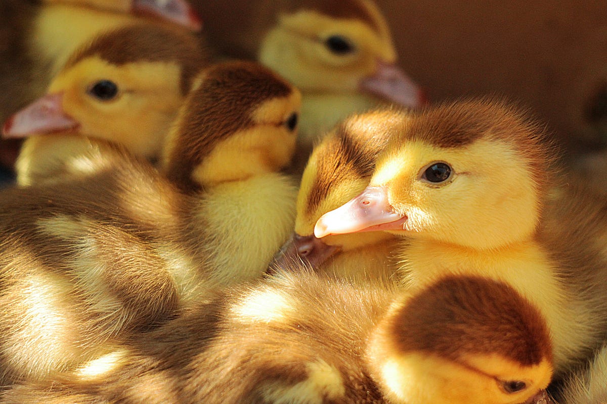 Testing Redux Apps Am I Wasting My ducking Time By Michael Rose Testing redux apps am i wasting my ducking time by michael rose
