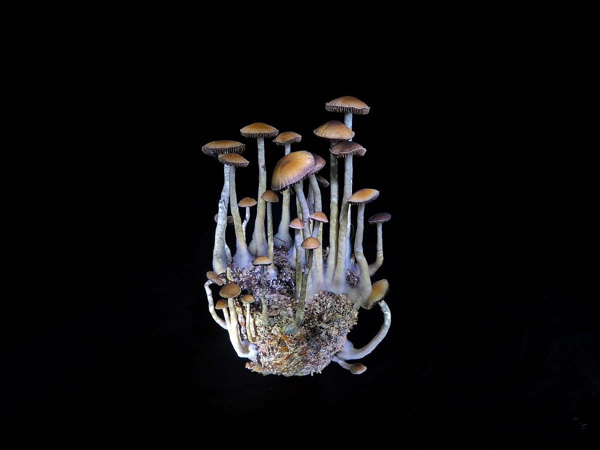 PRE-ORDER Mushroom Jar