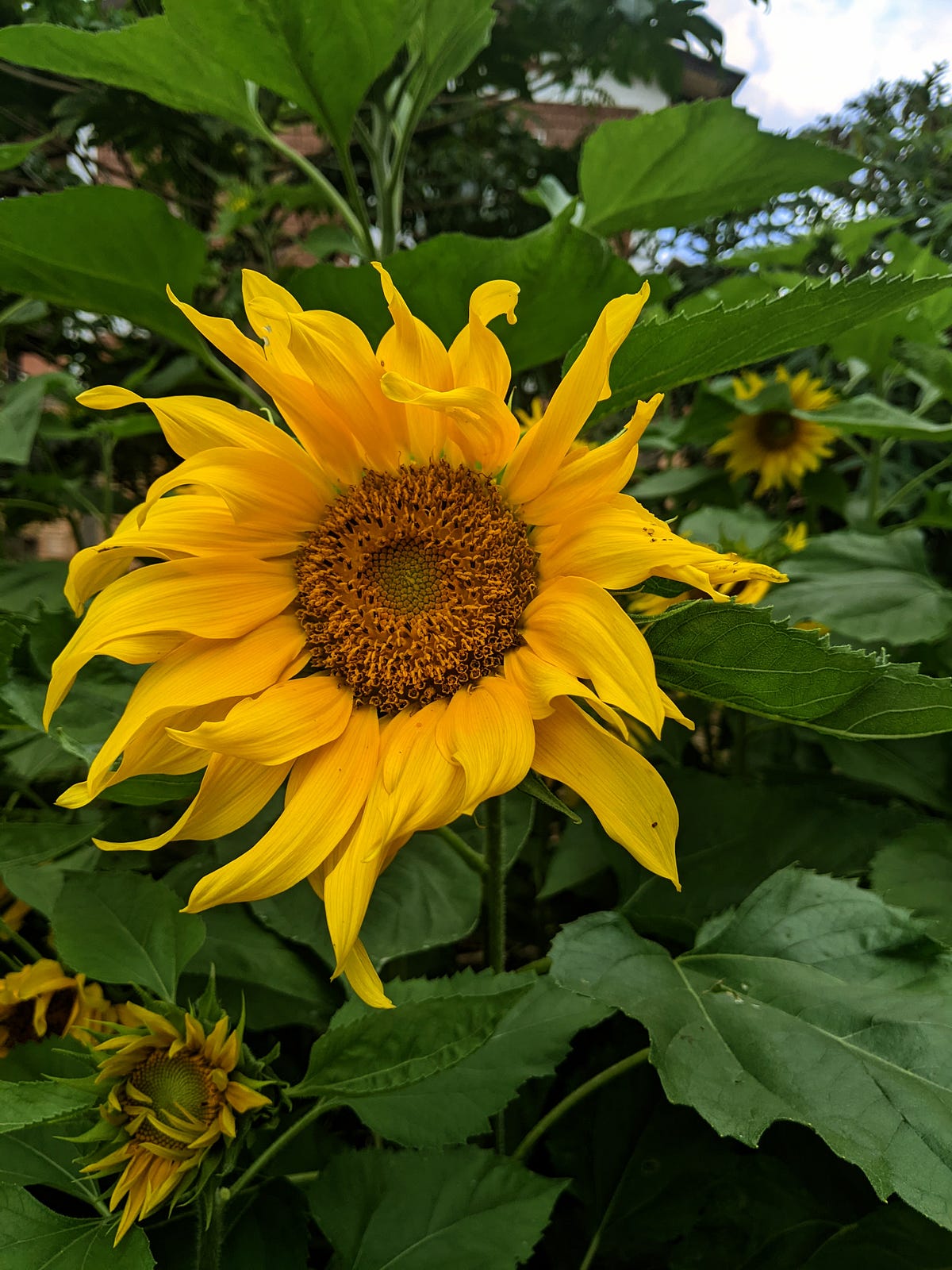 How Touching Soil everyday healed my Chronic Pain | by Catarina Flores ...