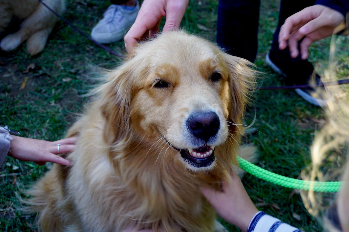 Healing touch for sales dogs