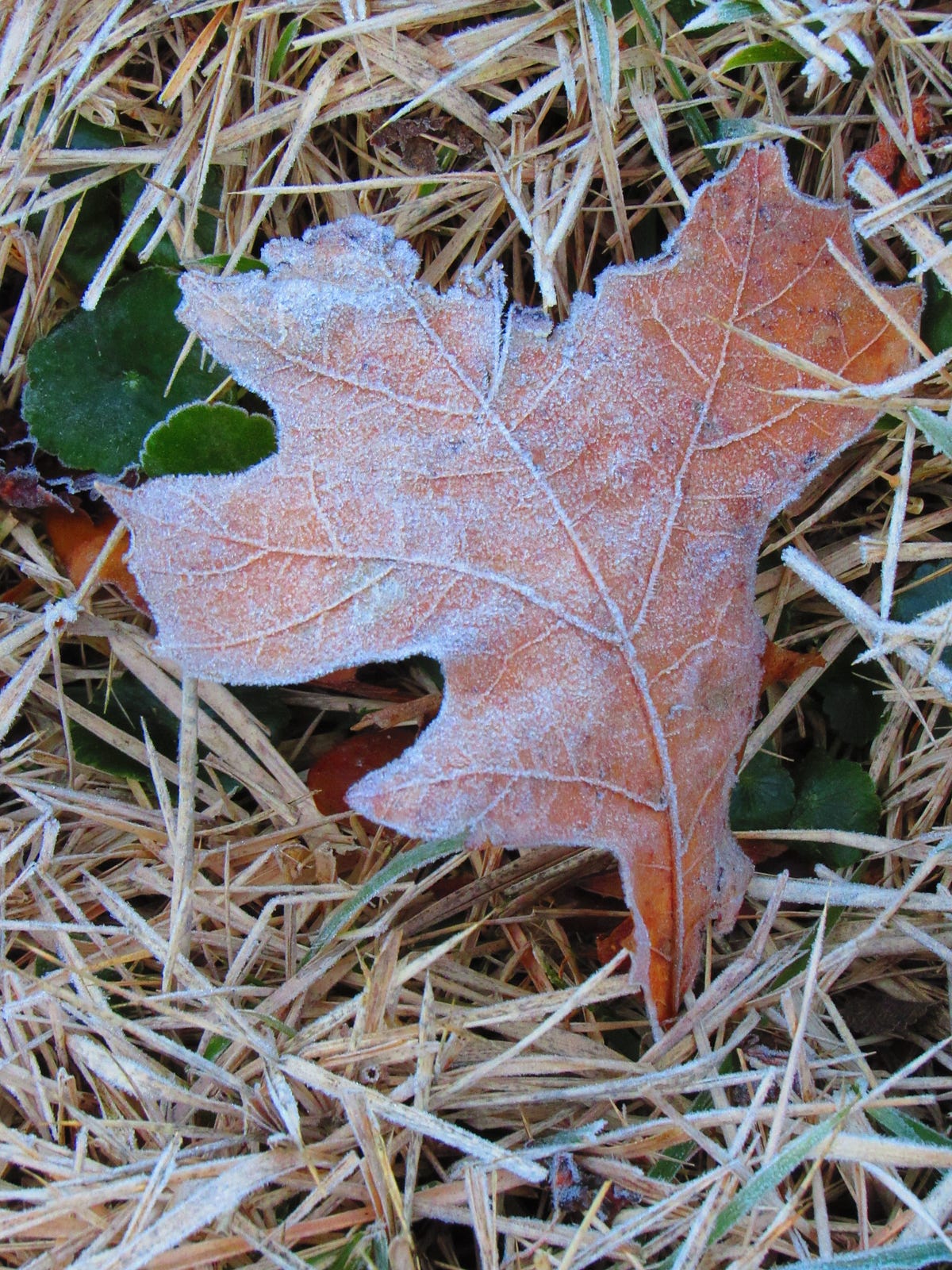 Freeze to Flowers. Has spring sprung??? For real? Maybe —… by