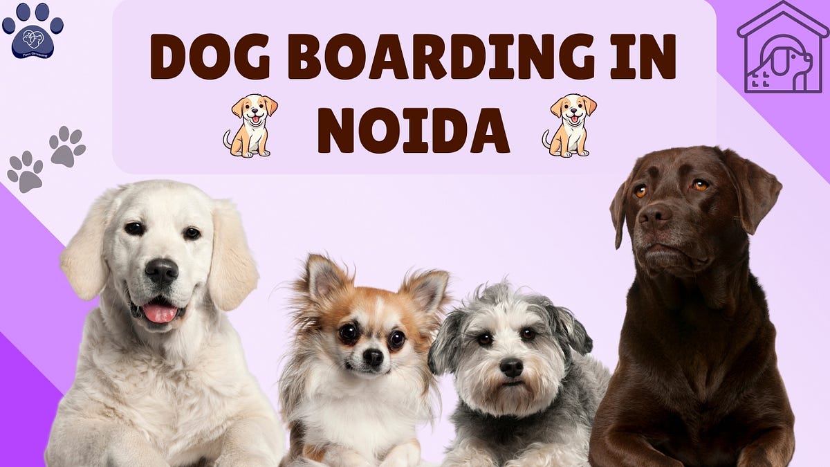 Dog Boarding in Noida Ensuring Your Pet’s Comfort and Care by