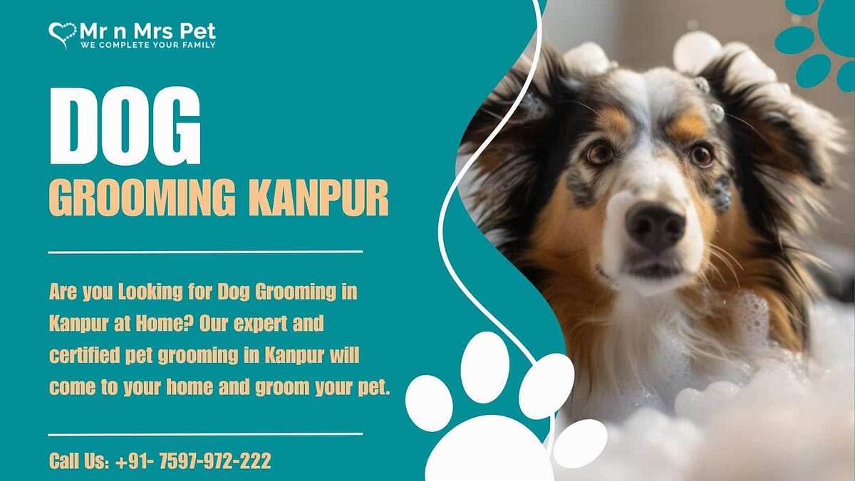 Dog Grooming in Kanpur Mrn Mrs Pet Medium